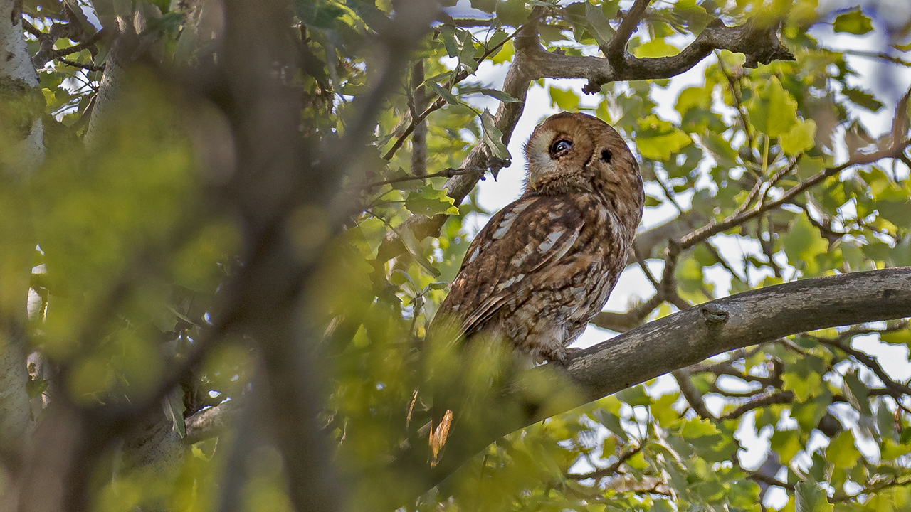 Tawny Owl